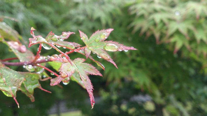 ～  青モミジ  ～     ６月の雫を 集めて☆...  (2019.6.14) (c) Yukie Arai