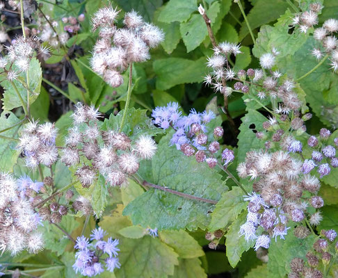 ～  秋草  ～　薄紫から綿毛へ...☆  　(2022.10.16) (c) Yukie Arai