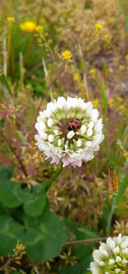 ～  花のなか  ～　ひとやすみ♪  　(2023.5.21) (c) Yukie Arai