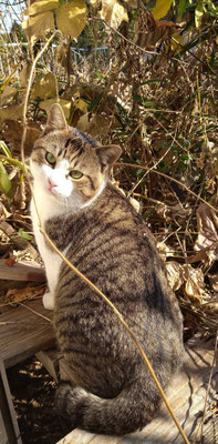 ～  枯葉から...  ～　見返り美人図☆ 　　(2024.12.3) (c) Yukie Arai