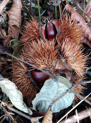 ～  イガイガ  ～　鳥の巣のよう♪  　(2022.10.5) (c) Yukie Arai