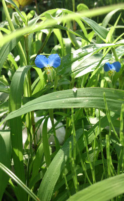 ～  露ち露草  ～　儚きもの☆... 　　(2024.6.5) (c) Yukie Arai