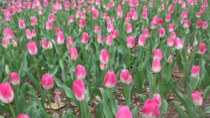 ～  連続もよう  ～   どこまでも続く☆☆☆...　(2017.4.25) (c) Yukie Arai