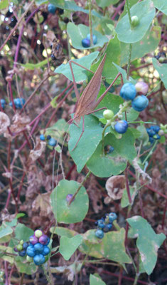 ～  キリギリス  ～ 　秋色に 隠れてる☆... 　 (2021.10.9) (c) Yukie Arai