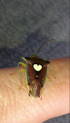 「ギャ～、、。カメ虫やめて～やめて～。。。」…と思ったら、ハート？？ こっ☆…これは愛の使者に違いないっ♪！ (2014.3.27) (c) Yukie Arai