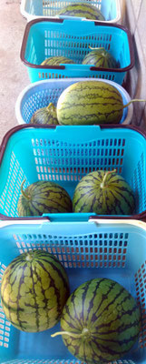 ～  実家の... ～　青カゴに 西瓜♪ 　　(2024.8.20) (c) Yukie Arai