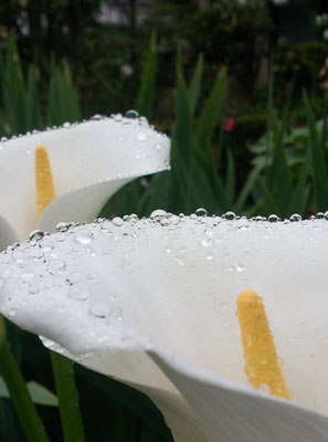 ～  。。☆。。。～　。あめ。つぶ。つぶ。。　(2018.6.20) (c) Yukie Arai