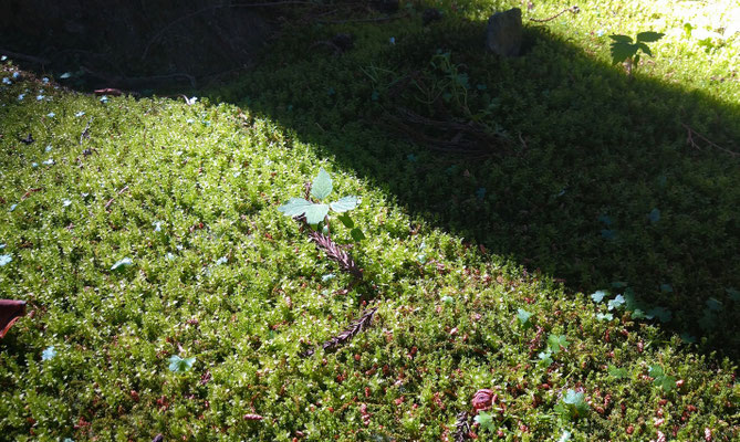 ～  見つめる先の…  ～　光と影☆  　(2023.6.8) (c) Yukie Arai