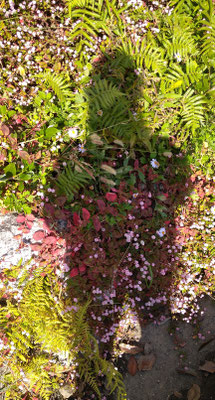 ～ 秋草私影図  ～　Projection...♪ 　(2020.11.5) (c) Yukie Arai