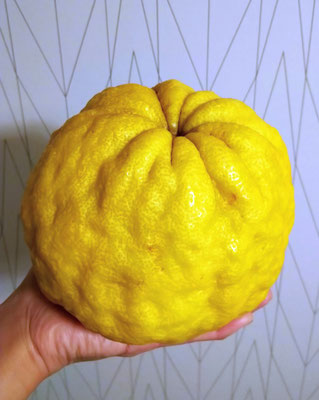 ～ 「鬼柚子」 ～ 　香しい1.2kg。縁起物。 邪気をはらう、実入りがよくなる・・・らしい♪ 　 (2021.12.11) (c) Yukie Arai