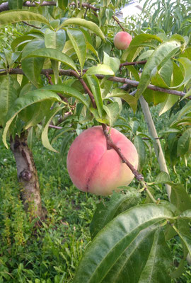～  虫の音と  ～　もも色香る  散歩道♪　　(2025.8.17) (c) Yukie Arai