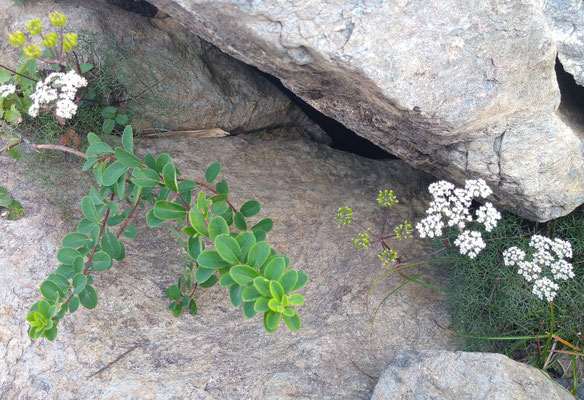 白馬・八方尾根の高山植物　　(2023.8.12) (c) Yukie Arai