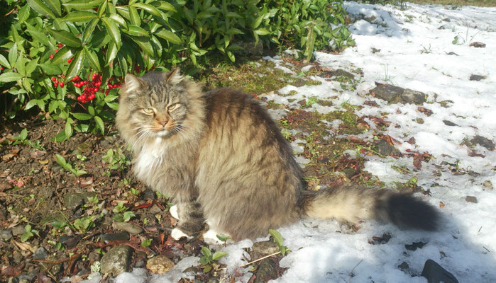 ～  万両と君 ～　寒風も へっちゃら♪  　(2023.2.7) (c) Yukie Arai