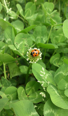 ～  梅雨の晴れ間  ～　シロツメクサに とまった♪　(2018.6.9) (c) Yukie Arai