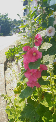 ～  立葵  ～　国道沿いで  背くらべ♪  　(2023.7.7) (c) Yukie Arai