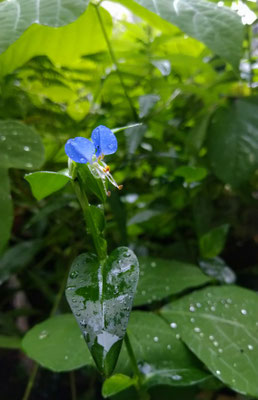 ～  秋雨  ～ 　沁みる 青...☆ 　 (2021.9.3) (c) Yukie Arai