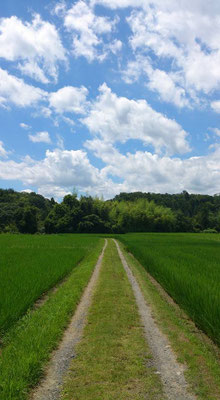～ 8月の ～  真ん中を あるく・・・ (2015.8.3) (c) Yukie Arai