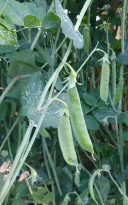 ～  花と実  ～　スケッチしようかな...   先日実家のサヤエンドウ   可憐で美味しっ♪  　(2022.5.22) (c) Yukie Arai