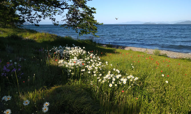 琵琶湖の青さよ　　(2020.5.26) (c) Yukie Arai
