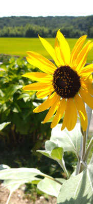 ～  炎天下 ～　太陽みたいな 君♪ 　(2020.8.18) (c) Yukie Arai