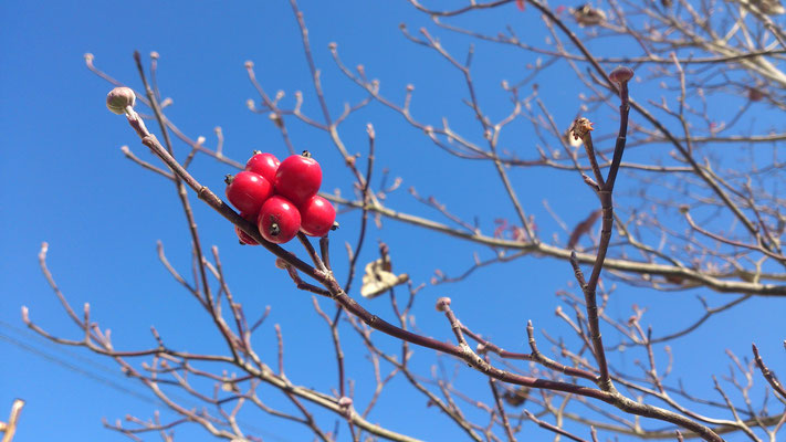 ～  赤い実  ～　この枝に  今年最後の輝きひとつ ♪　 (2016.12.27) (c) Yukie Arai
