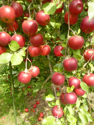 ～ Apples ～　ニュートンも 驚きの　鈴なり♪♪  (2015.9.30) (c) Yukie Arai