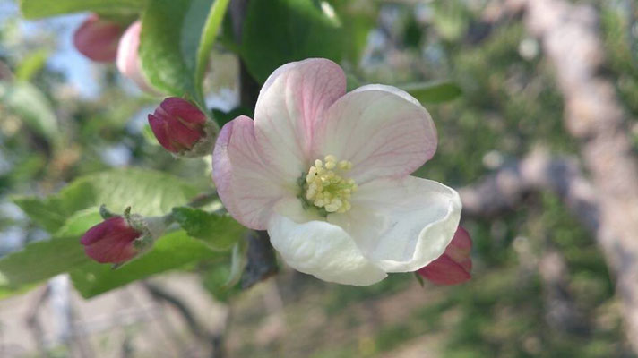 我がふるさとの5月は リンゴの花♪ ふんわりと優しい風が通りすぎたっ…☆ (2014.5.8) (c) Yukie Arai