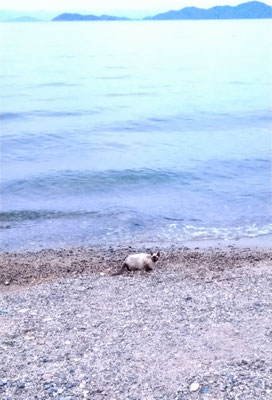 ～  夕涼み  ～　まっ黒顔の先客あり☆  　(2022.7.26) (c) Yukie Arai