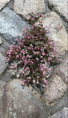 ～  石垣  ～     寒空に  薄桃色の  壁かざり☆　(2019.11.17) (c) Yukie Arai