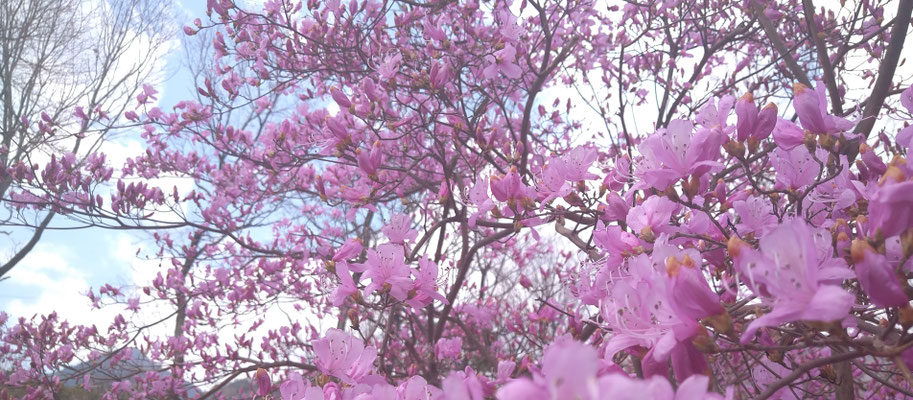 ～  早春  ～　いっせいに 羽ばたけ♪　(2020.3.18) (c) Yukie Arai