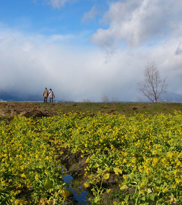 ～  寒咲 菜の花  ～   琵琶湖畔。  あたたかい春を待つ...☆　(2017.2.14) (c) Yukie Arai