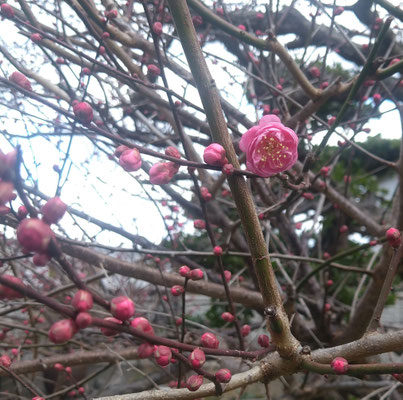 ほころぶ梅にも ごあいさつ♪  ＊萩の庵＊にて　　(2024.1.26) (c) Yukie Arai