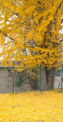 ～  Yellow☆  ～　　降りつもる♪　私にも　　(2023.12.5) (c) Yukie Arai