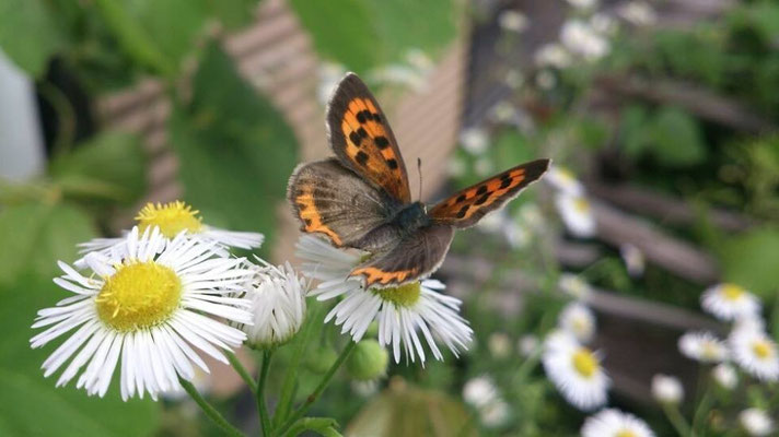 ～ 蝶と花と郵便局 ～  「おやっ？この蝶と花は もしかして・・・」と思い、あわてて写真をパチリっ♪… ３枚目で蝶はとんでいってしまった。。          (c) Yukie Arai