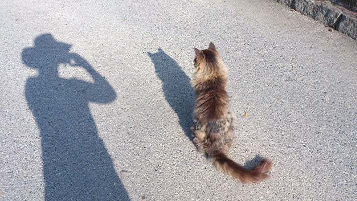 ～  麦わら帽と猫  ～  あいさつしても  いつもの距離感...☆　(2017.7.11) (c) Yukie Arai