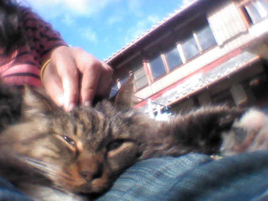 ～  ひさびさの休日☆  ～　無愛想なアイツが  ついに♪私の膝へ　(2018.4.18) (c) Yukie Arai