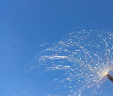 ～  綿毛  ～　ミクロの翼で  新たな大地へ☆　 (2016.9.1) (c) Yukie Arai