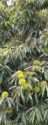 ～  チクチク☆ボンボン  ～　コロコロ☆ポロポロ  を心待ち  　(2023.9.22) (c) Yukie Arai