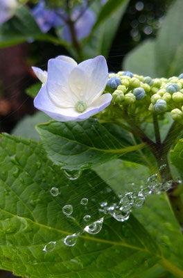 ～  クモの糸と紫陽花  ～ 　雫を あつめて...☆ 　 (2021.6.17) (c) Yukie Arai
