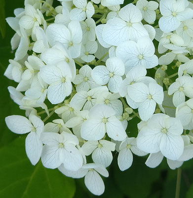 ～  アジサイと  ～　木陰にて  涼をとる♪ 　　(2024.6.14) (c) Yukie Arai