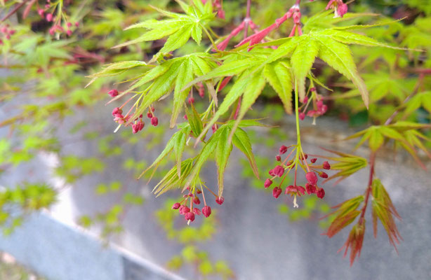 ～  青楓  ～ 　小さな赤い花♪　 (2021.5.7) (c) Yukie Arai