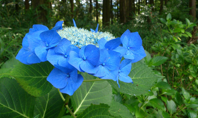 ～  霖に  ～  空いろ花冠 ♪　(2017.7.5) (c) Yukie Arai