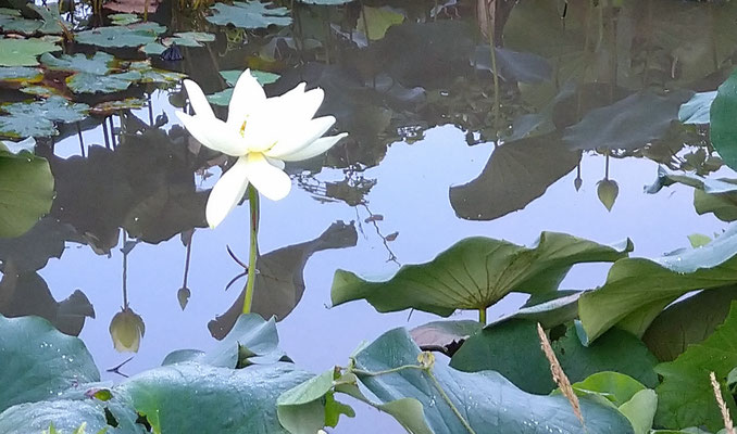 ～  蕾と花  ～　天か？地か？ 水面の朝☆...　　(2025.7.9) (c) Yukie Arai