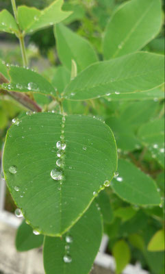 ～  雨あがり  ～    Drop  Drop  Drops☆   (2016.7.14) (c) Yukie Arai