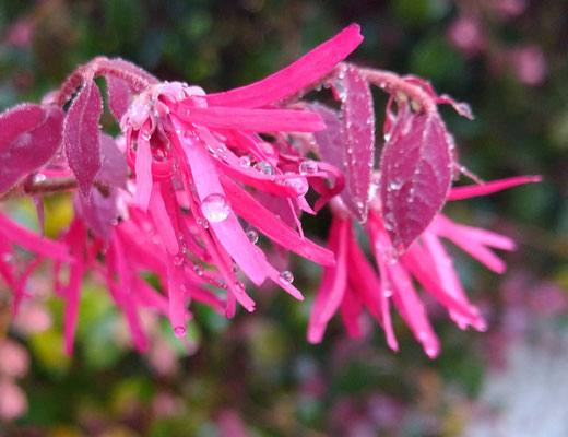 ～  雨だれ  ～ 　ポロポロ  コロ～ン♪　 (2021.4.17) (c) Yukie Arai