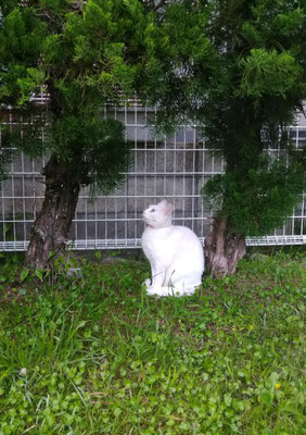 ～  Between the trees  ～ 　look up～♪  　 (2021.6.12) (c) Yukie Arai