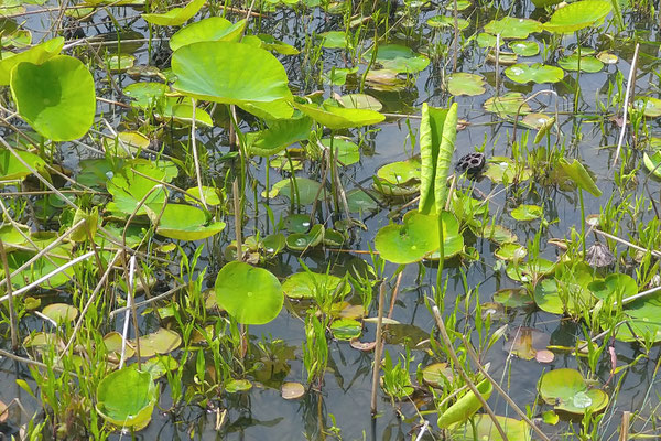 「蓮」を作品に描きたくて近所のれんこん畑へ♪  　(2022.6.9) (c) Yukie Arai