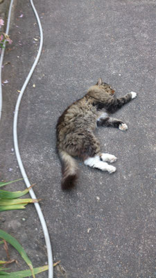 ～  流線型  ～　動かざること  ホースのごとし...☆　 (2016.9.27) (c) Yukie Arai