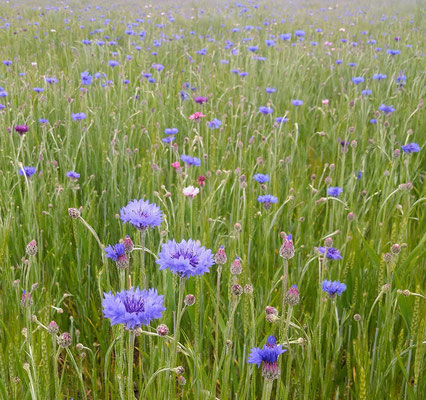 ～  遠くまで...  ～　矢車草...☆...  　(2023.5.10) (c) Yukie Arai