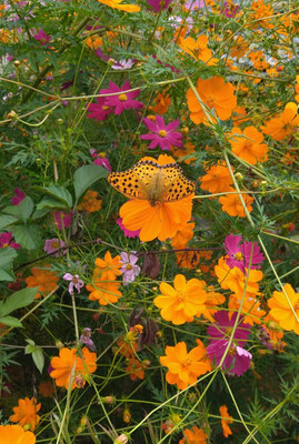 ～  羽と花  ～ 　重なり合う オレンジ色♪ 　 (2021.10.3) (c) Yukie Arai